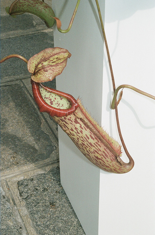 Sainte Anne Gallery — Artists